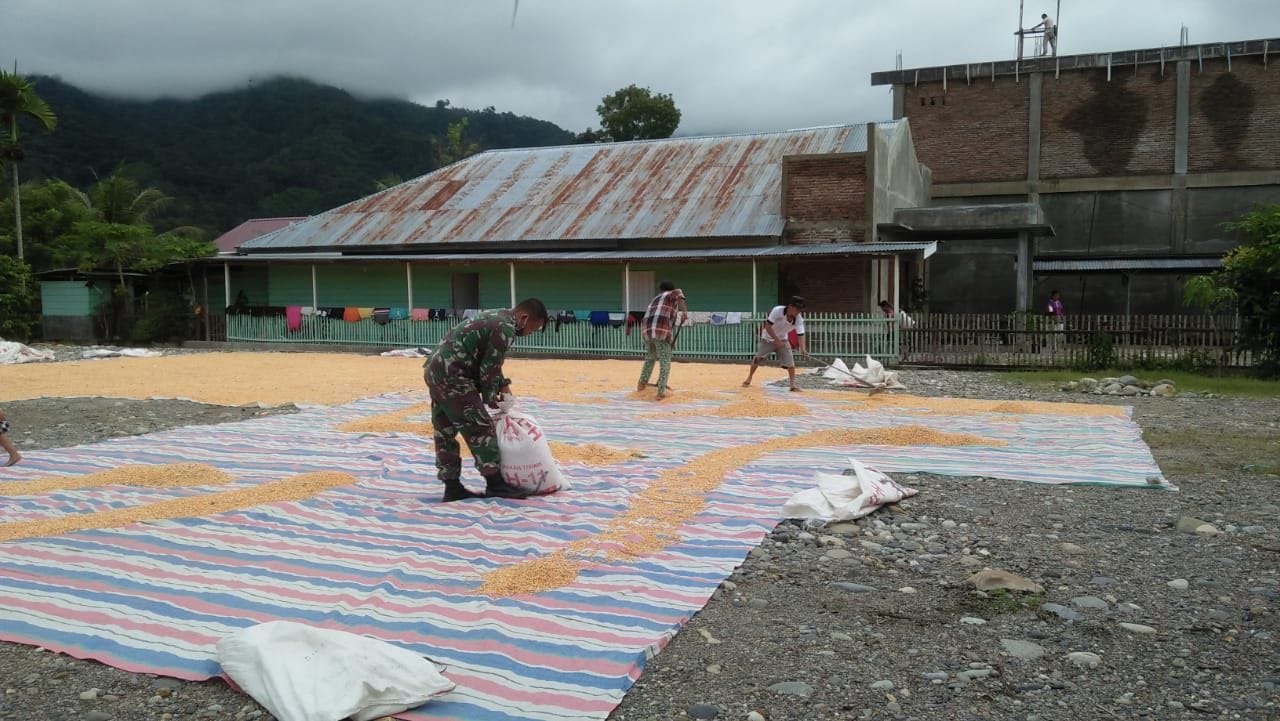 Bantu Kesulitan Warga, Babinsa Jemur Jagung Milik Petani