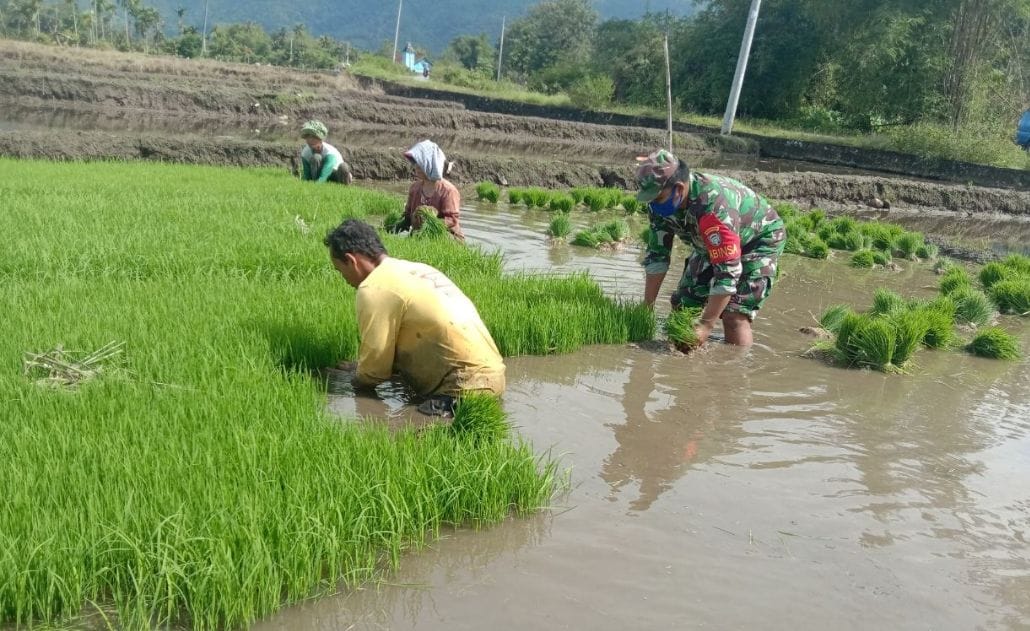 Babinsa Sumringah Bantu Petani Cabut Benih Padi