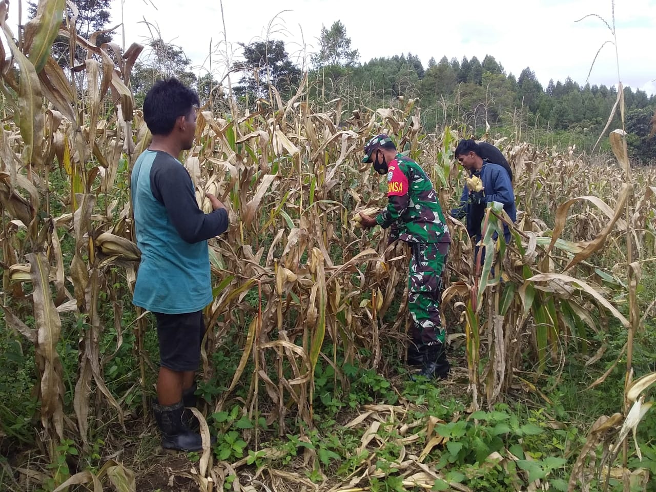 Babinsa Koramil 04 Dampingi Petani Jagung