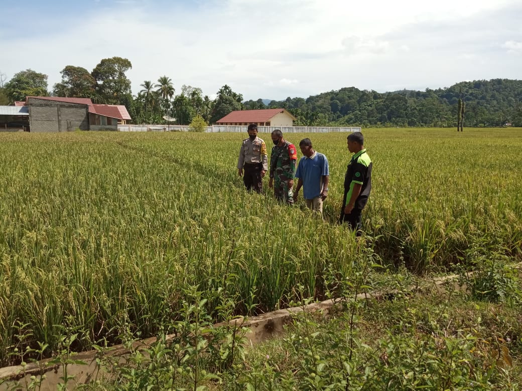 BABINSA DAN BHABINKAMTIBMAS PANTAU PERKEMBANGAN TANAMAN PADI MASYARAKAT BINAAN
