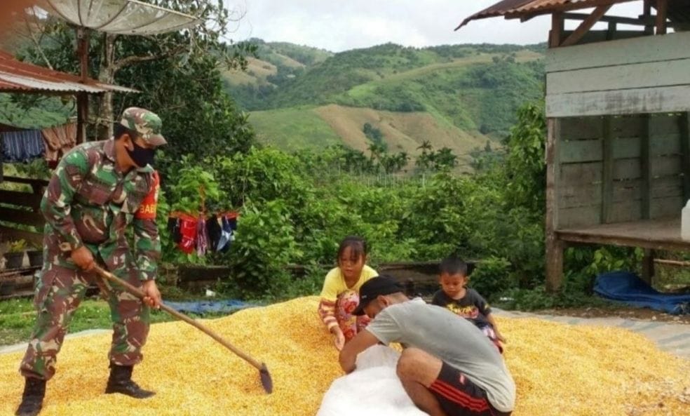 Dukung Kesejahteraan Masyarakat, Babinsa Bantu Petani Jemur Jagung