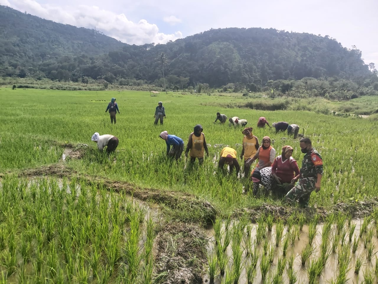 Babinsa dan Warga Binaan Turun Ke Sawah