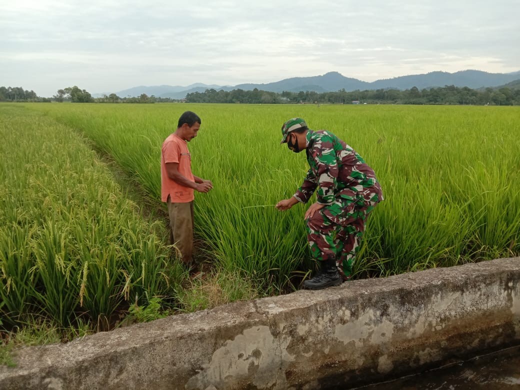 Manglai Padi Tumbuh Subur, Ini Ungkapan Petani Manggeng Untuk Babinsa