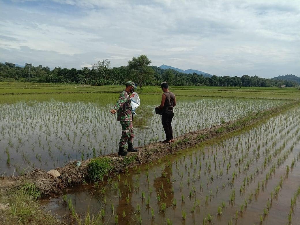 Babinsa Koramil 03/Lageun Bantu Petani Memupuk Padi