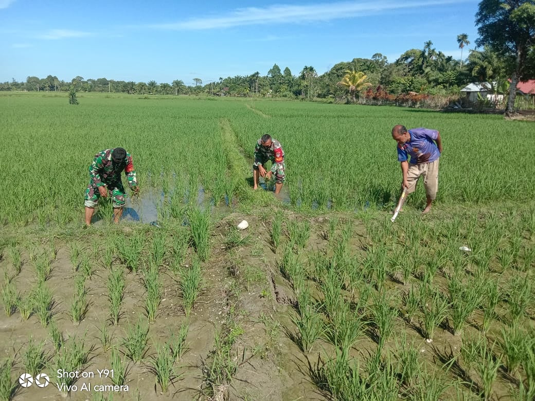 MAJU DAN SUKSESKAN PROGRAM SWSEMBADA PANGAN BABINSA BANTU PETANI TANAM PADI