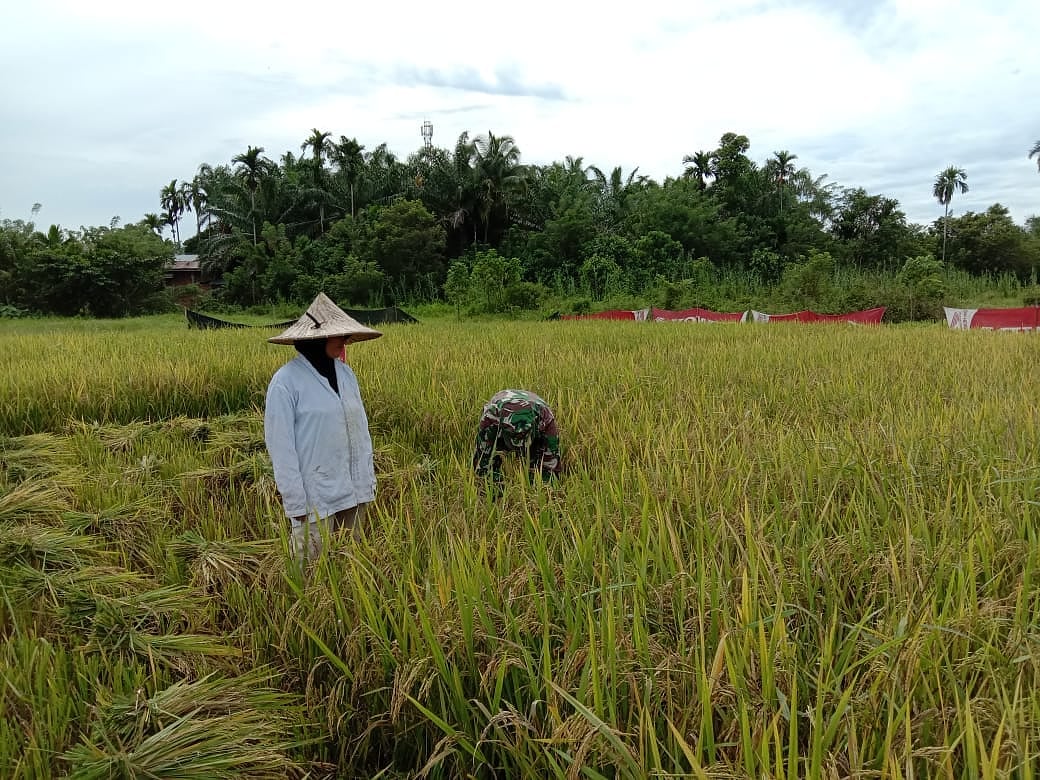 Babinsa Posramil Darul Hikmah Bantu Petani Tanam Padi