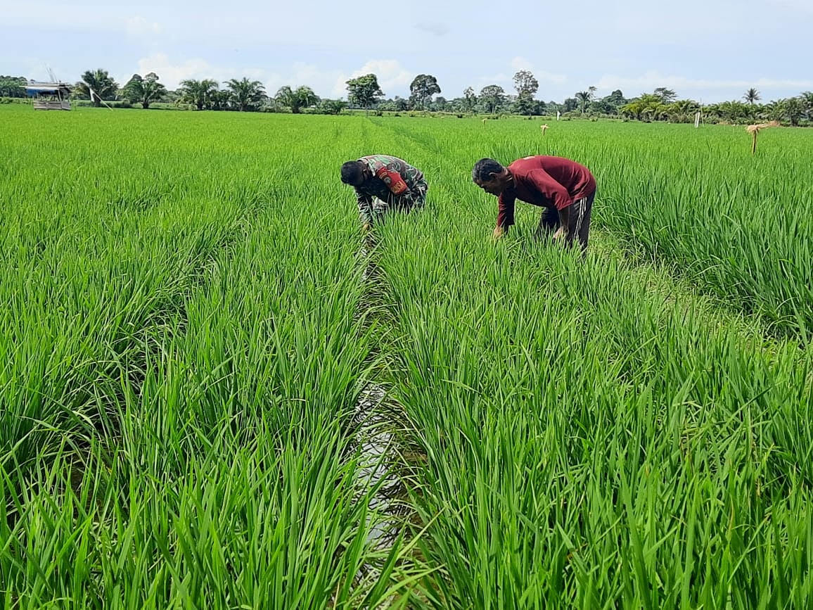 BERJIBAKU DENGAN LUMPUR DAN MATAHARI, BABINSA BERSAMA PETANI BERSIHKAN GULMA PADA TANAMAN PADI