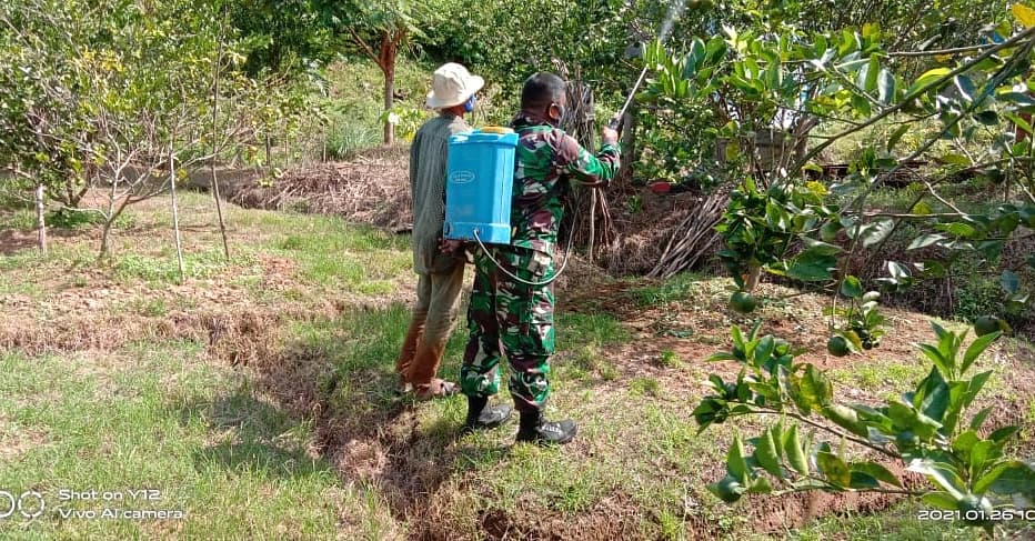 Serka Ishak Bantu Petani Basmi Hama Ulat Pada Tanaman Jeruk