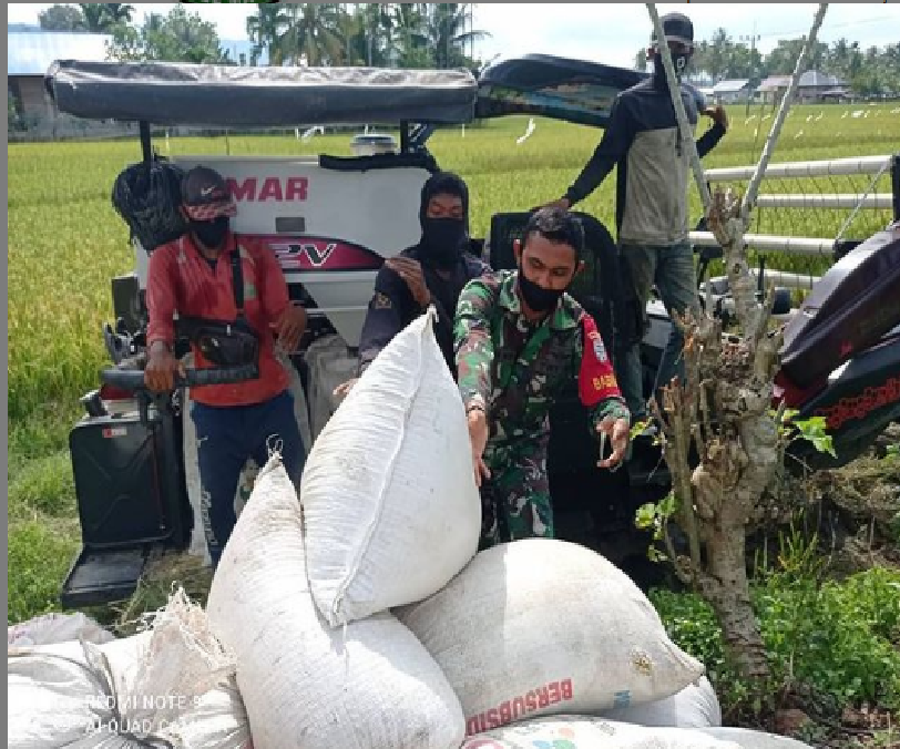 Babinsa Membantu Petani Padi