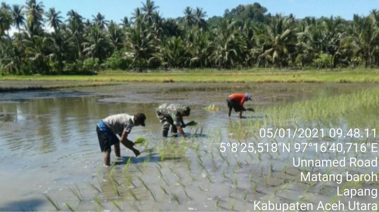 Kepedulian Babinsa Kepada Warga Binaanya,Membantu Menanam Padi