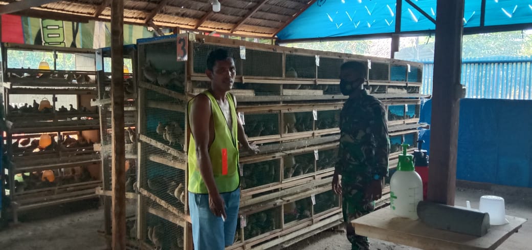 Serda Ammar Duna Komsos Dengan Peternak