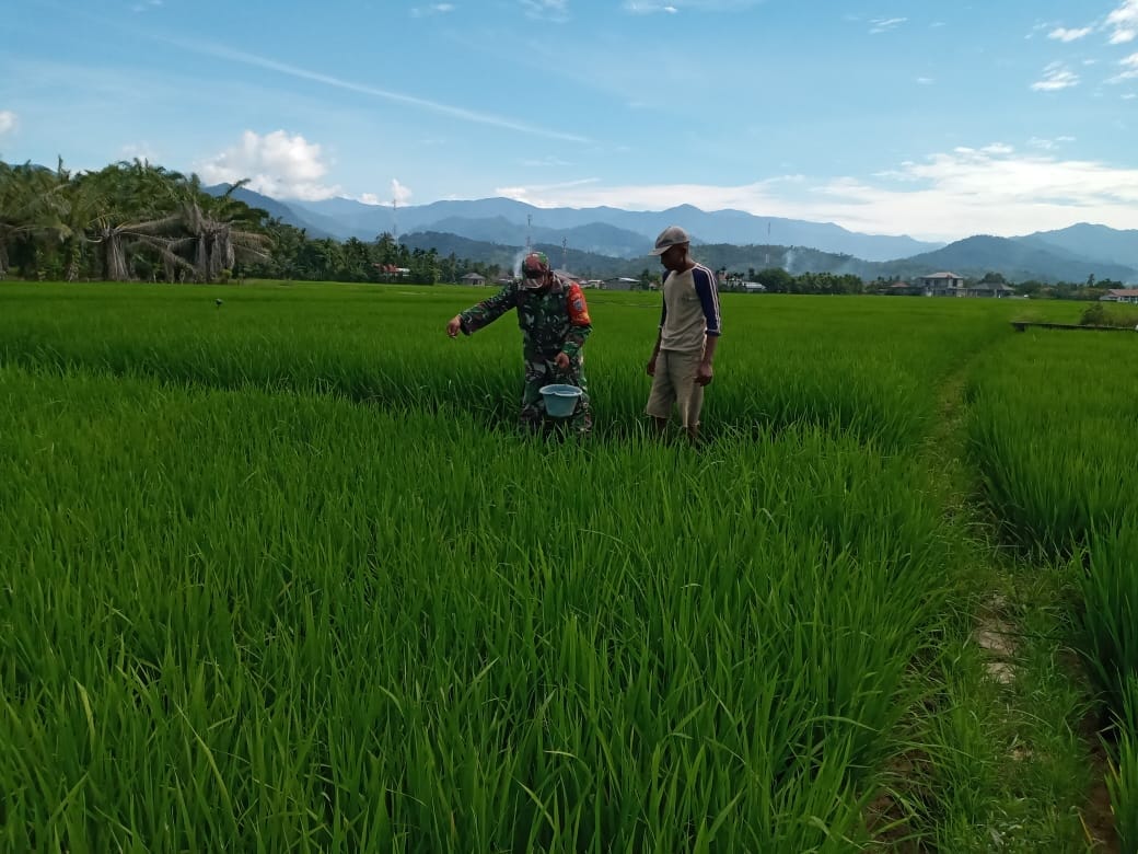 Kepedulian Babinsa Terhadap Petani Binaanya Membantu Mewujudkan Ketahanan Pangan