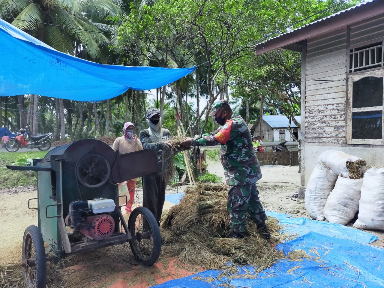 Babinsa Jajaran Kodim 0115/Simeulue Mengawal Program Ketahanan Pangan Nasional