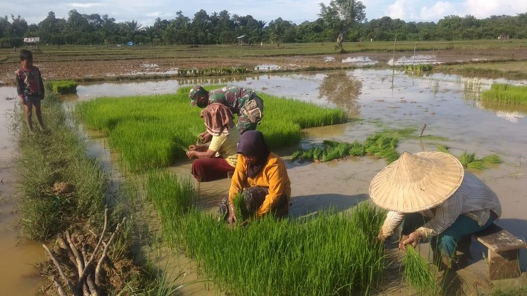 Terjun Kesawah, Babinsa Posramil 11/WT Bantu Petani Tanam Padi
