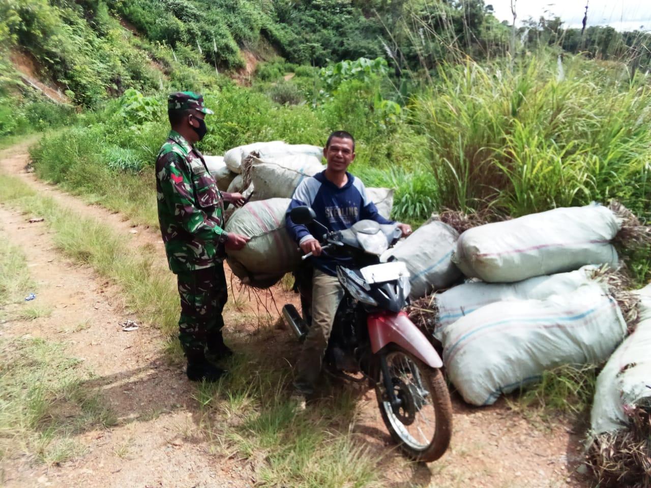 Babinsa Motivasi Warganya dalam Budidaya Tanaman Serai Wangi