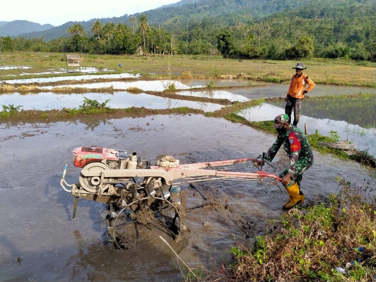 Babinsa Posramil Beutong Ateuh Benggalang Bantu Petani Bajak Sawah