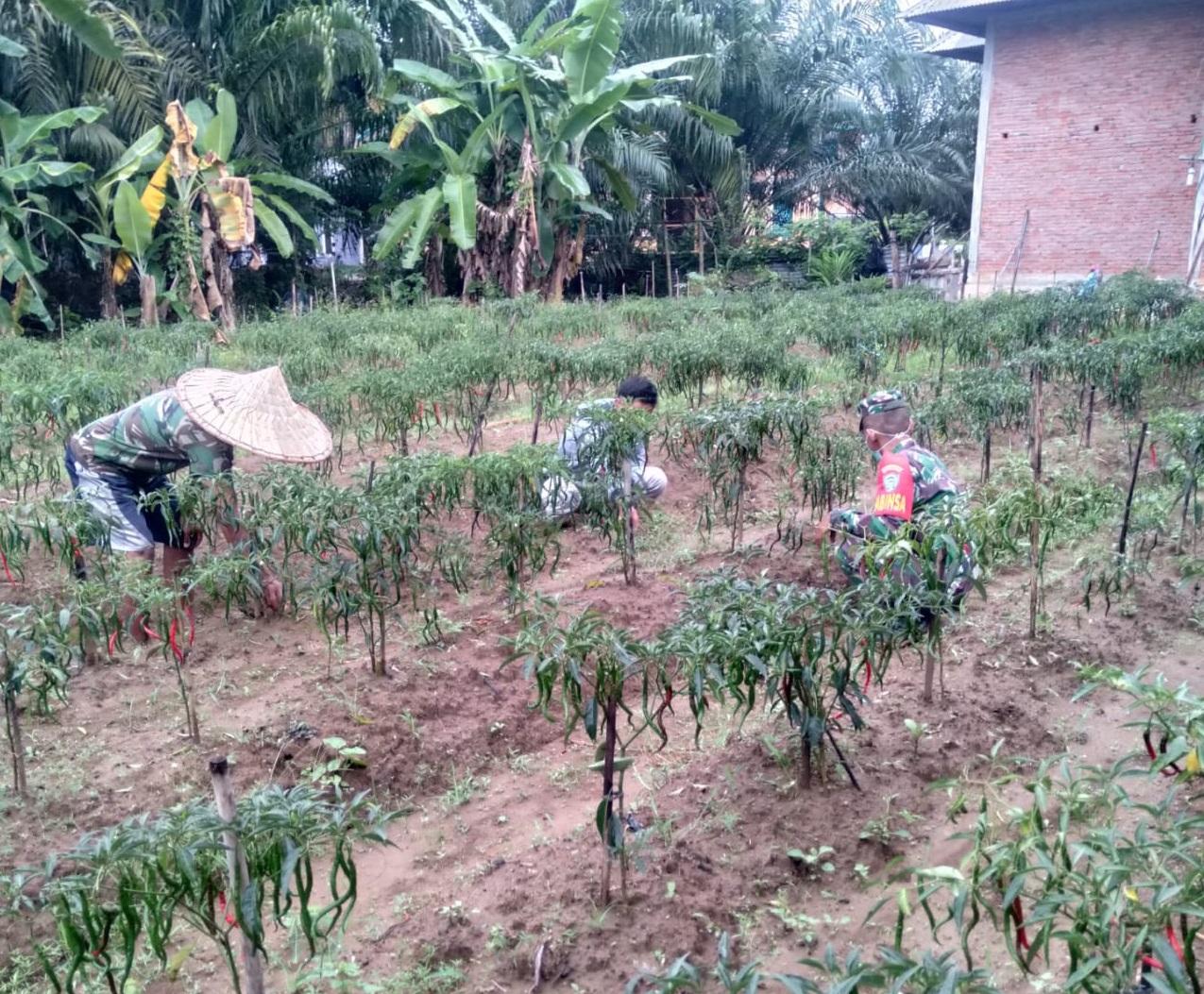 Babinsa Posramil Kuala Pesisir Bantu Petani Bersihkan Rumput dan Gulma pada tanaman Cabe
