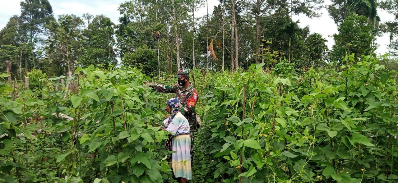 Babinsa Koramil 05/Beutong bantu Nenek Jompo Panen Kacang Panjang