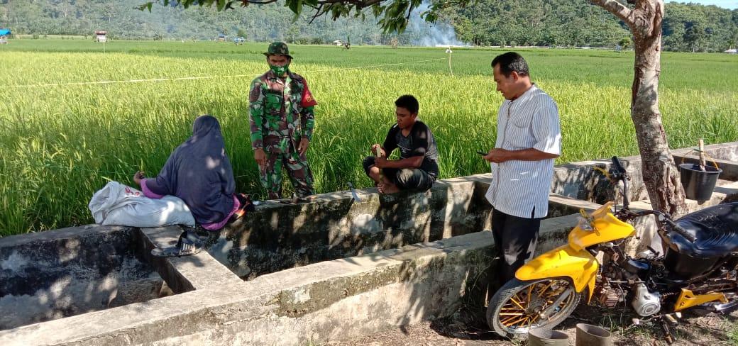 Maksimalkan Pendampingan Pertanian, Babinsa Koramil 08/Bakongan Komsos Dengan Petani
