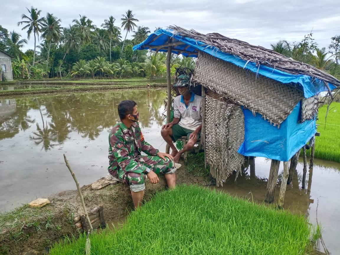 Sukses Ketahanan Pangan, Babinsa Koramil 04/Sawang Sampaikan Ini ke Petani