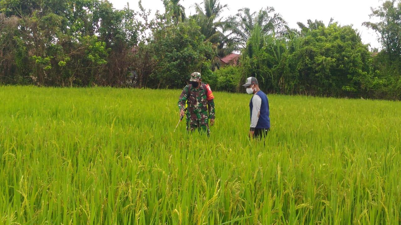 Peduli Ketahapangan, Babinsa Arongan Ikut Penyemprotan Hama Padi