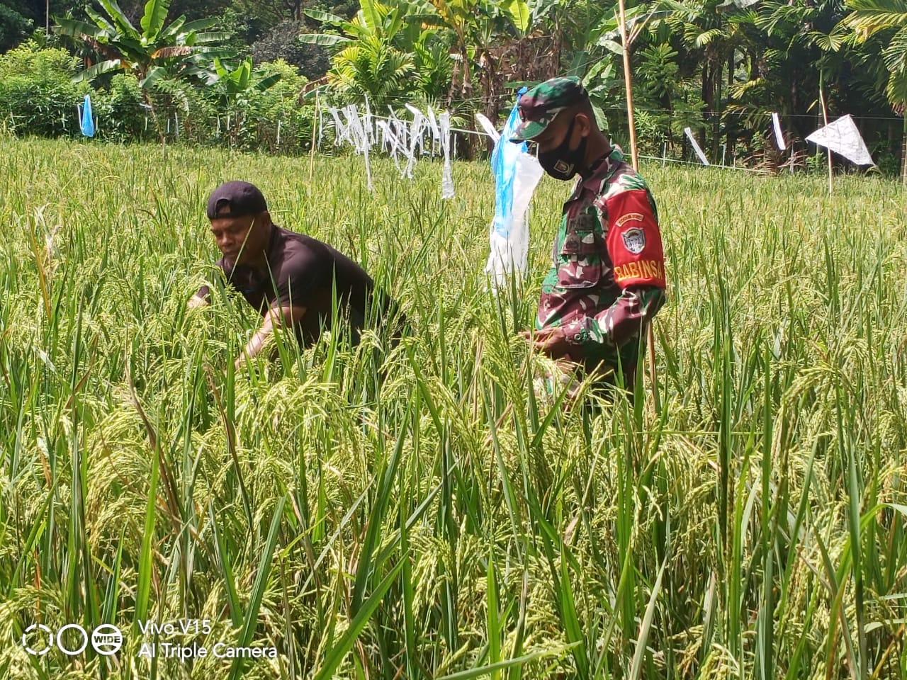 Lakukan Pendampingan Pertanian Di Wilayah Desa Binaannya, Ini Harapan Babinsa Sawang