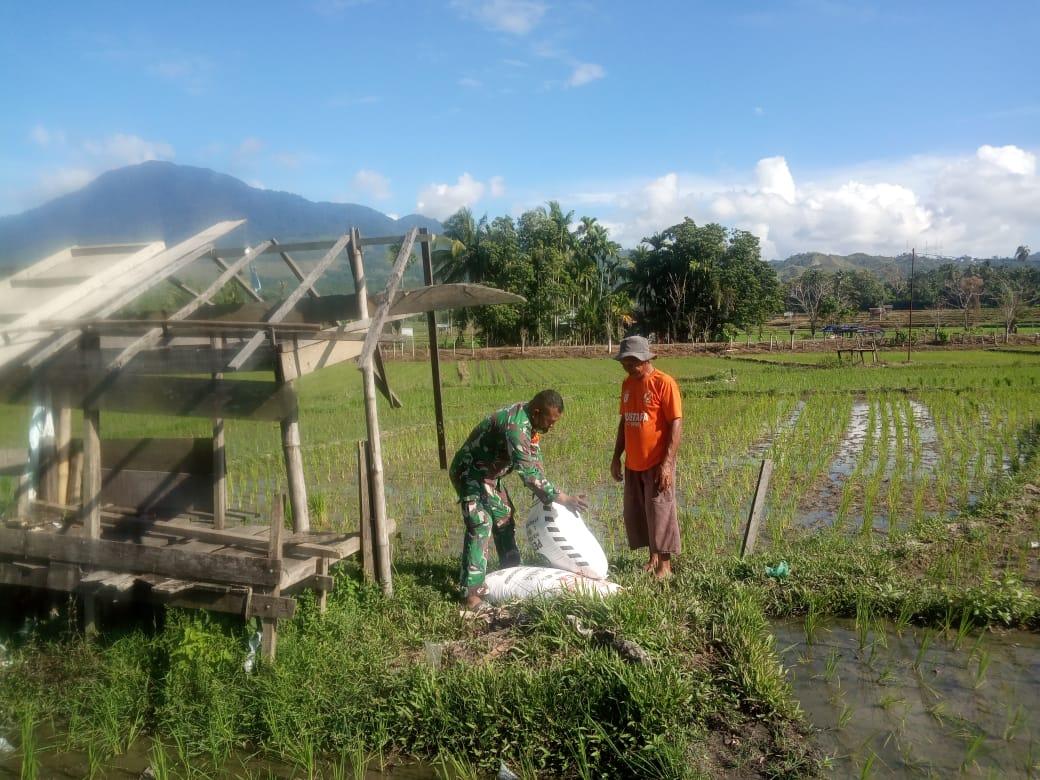 Babinsa Serda Darwis  Bantu Pemupukan Padi