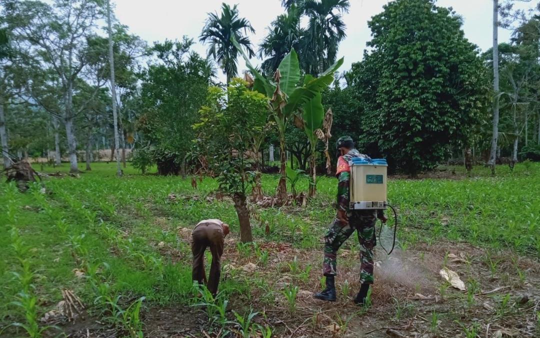 Babinsa Bantu Petani Semprot Gulma Pada Tanaman Jagung