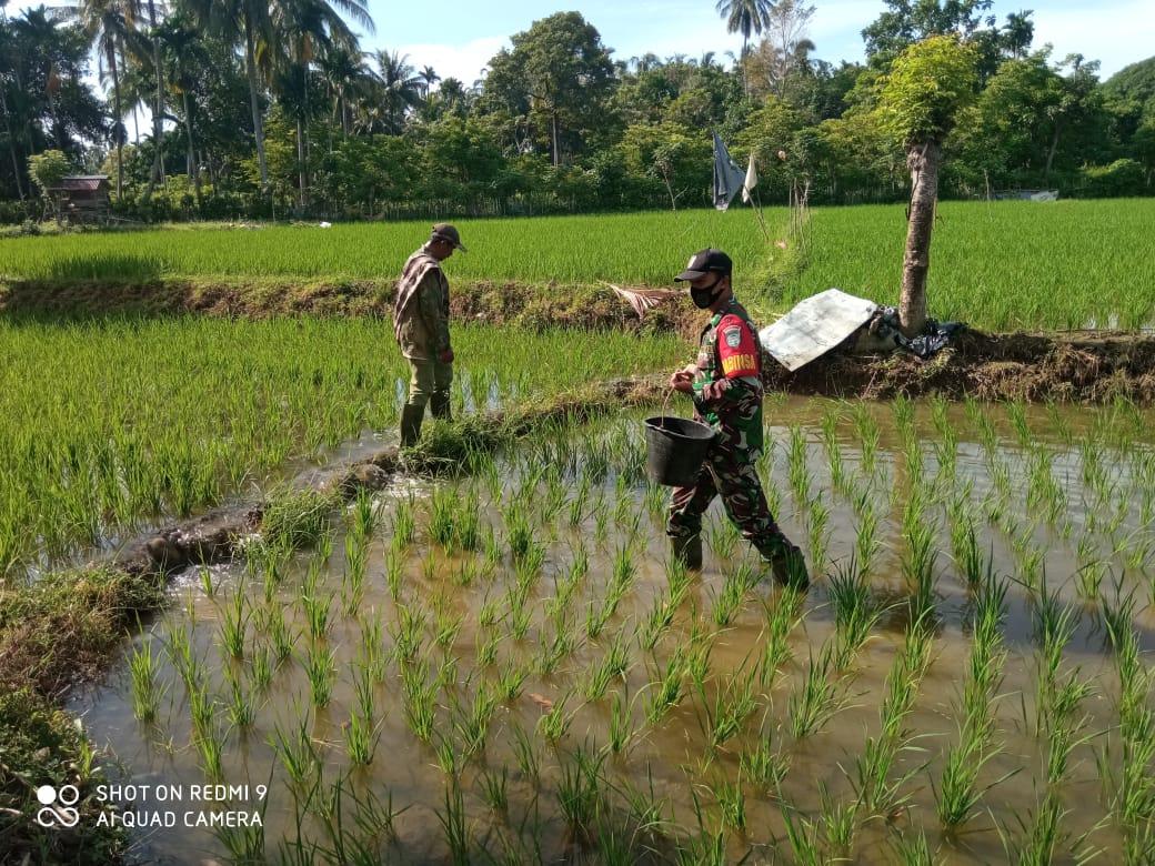 Babinsa Serda Taufik Dampingi Petani Dalam Pemupukan Tanaman Padi