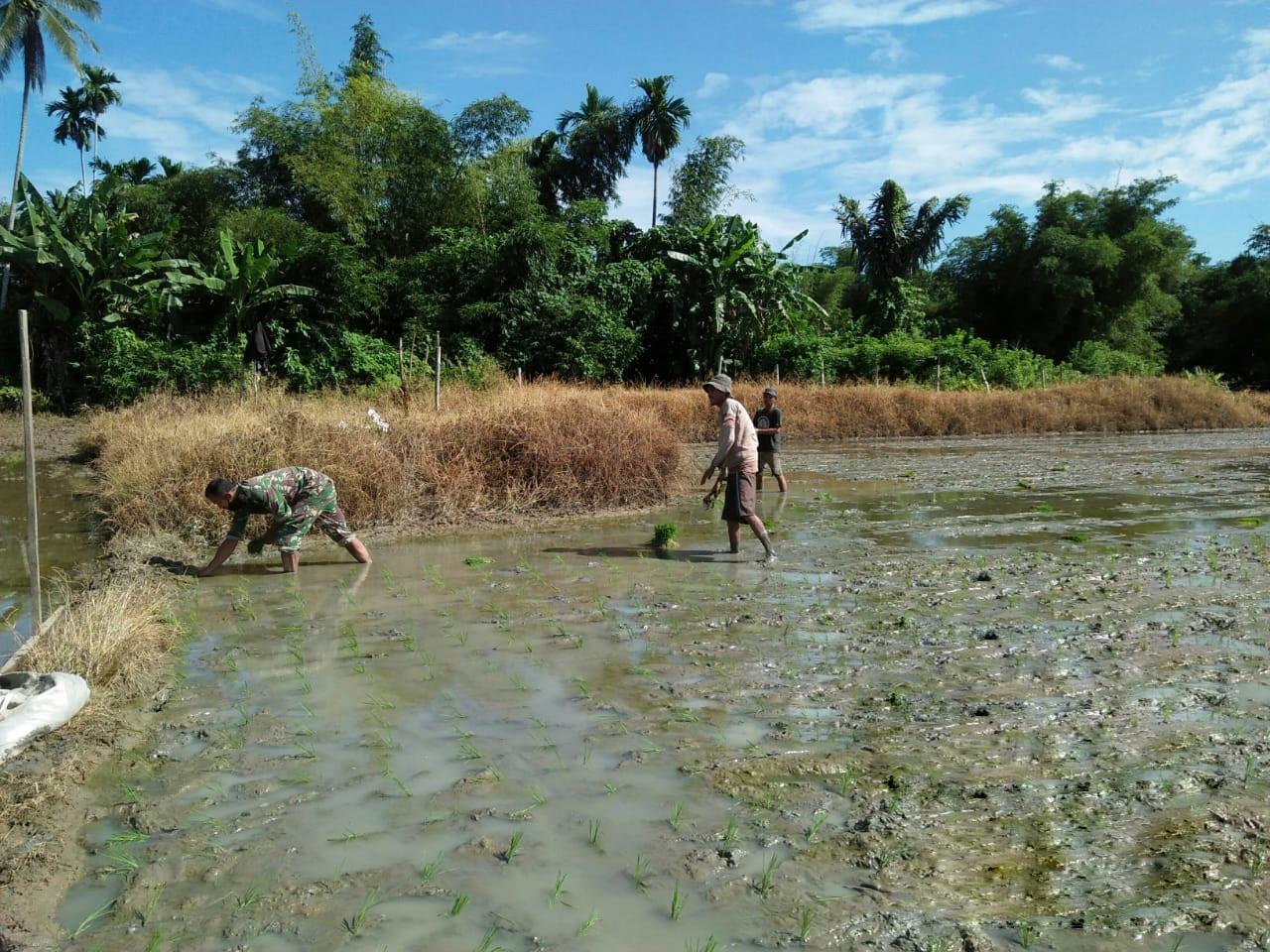 Dengan Semangat Babinsa Koramil 05/Beutong membantu petani menanam Padi