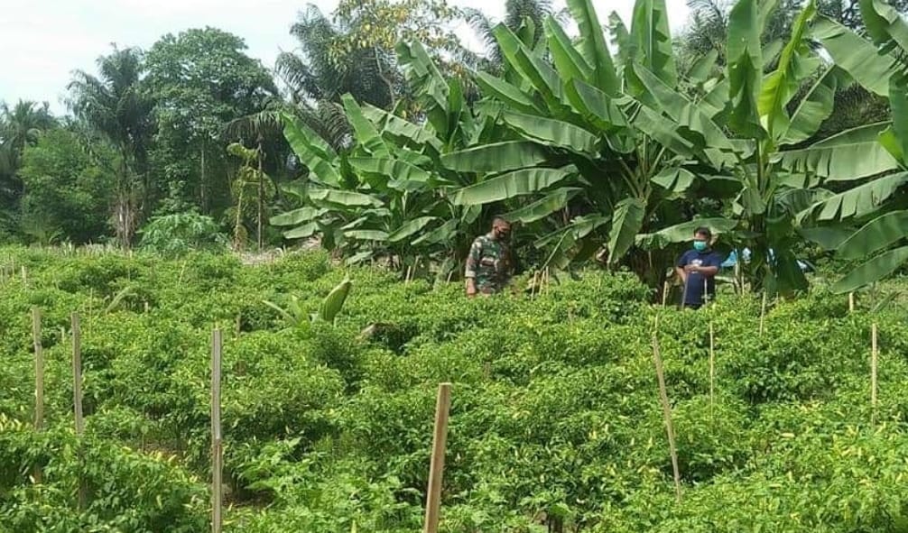 Usaha Yang Menjanjikan, Babinsa Dan Petani Pantau Perkembangan Tanaman Cabe
