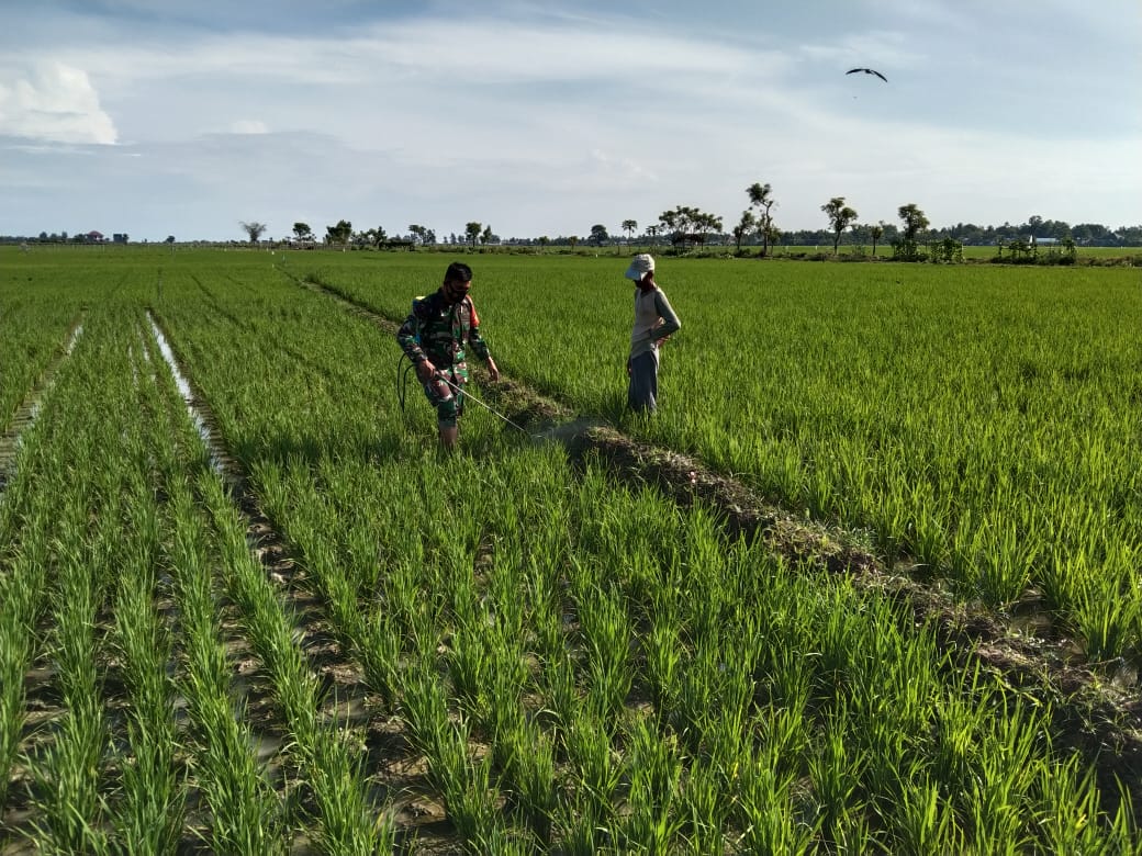 Antisipasi Gagal Panen, Babinsa Dampingi Petani Membasmi Hama Tanaman Padi