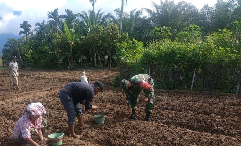 Babinsa Bantu Petani Tanam Bawang Merah