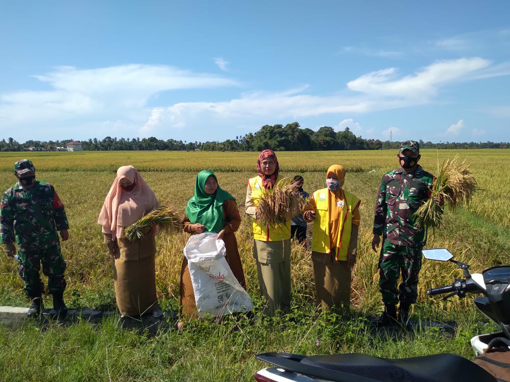  Babinsa Posramil 09/Lembah Sabil bersama PPL mengambil Sempel Padi (Ubinan)