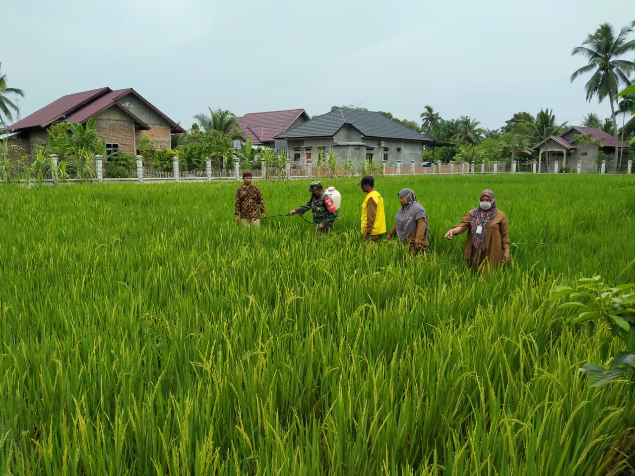 Babinsa dan PPL Dampingi Pok Tani Indah Bungong Pala