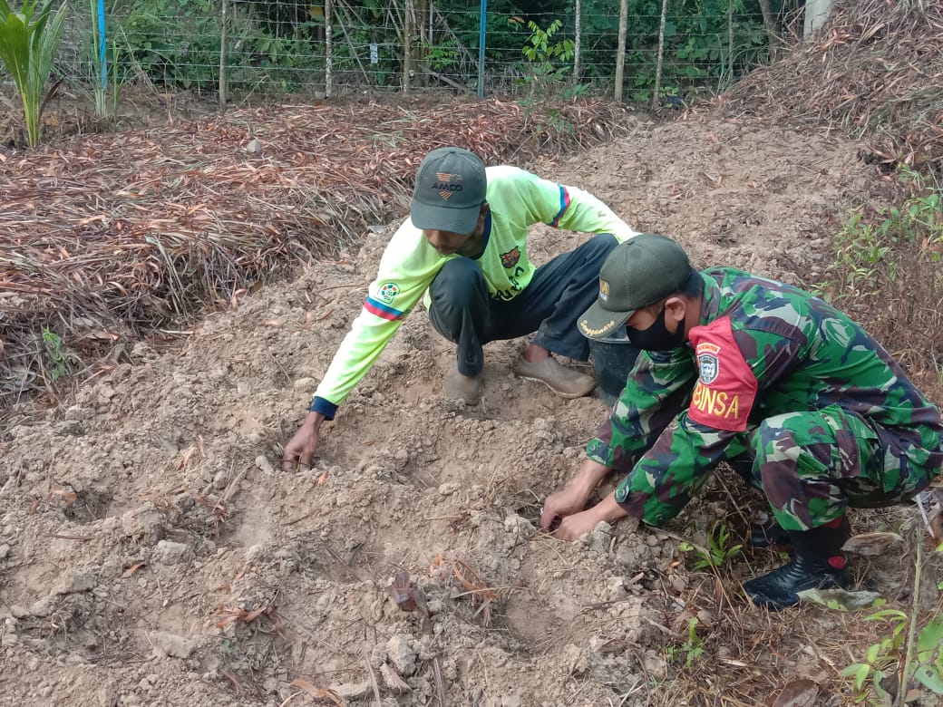 Serda Novy Haprizal Bersama Petani Binaan Manfaatkan Lahan Kosong Untuk Ditanami Jahe