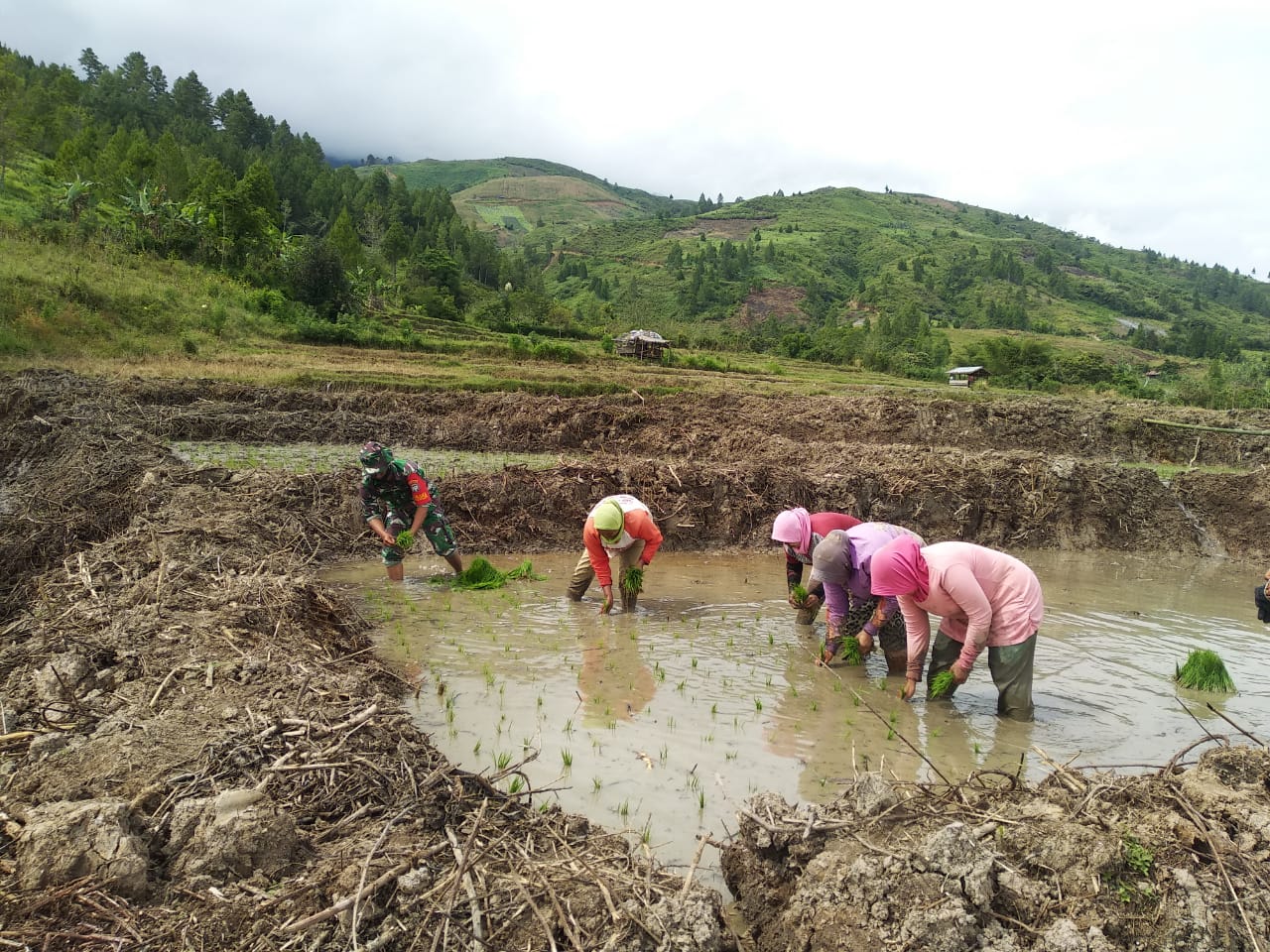 Babinsa Koramil 07/Blangjerango Bantu Petani Tanam Padi