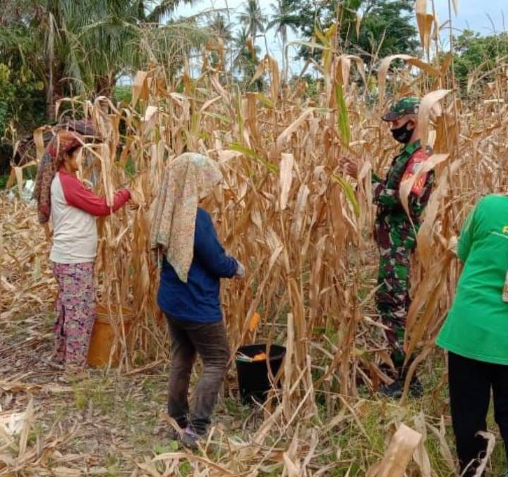 BERSAMA PETANI BABINSA BERSINERGI PADA KEGIATAN PANEN JAGUNG