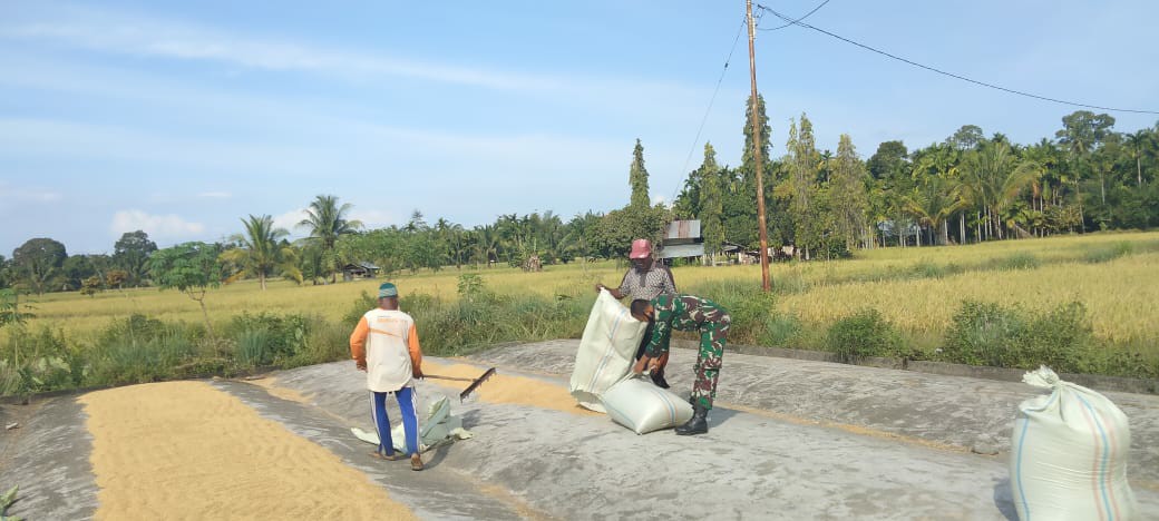 BABINSA KORAMIL 03/JEUMPA BANTU PETANI JEMUR PADI