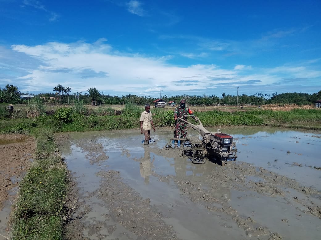 Kepedulian Babinsa Terhadap Petani, Bantu Bajak Sawah
