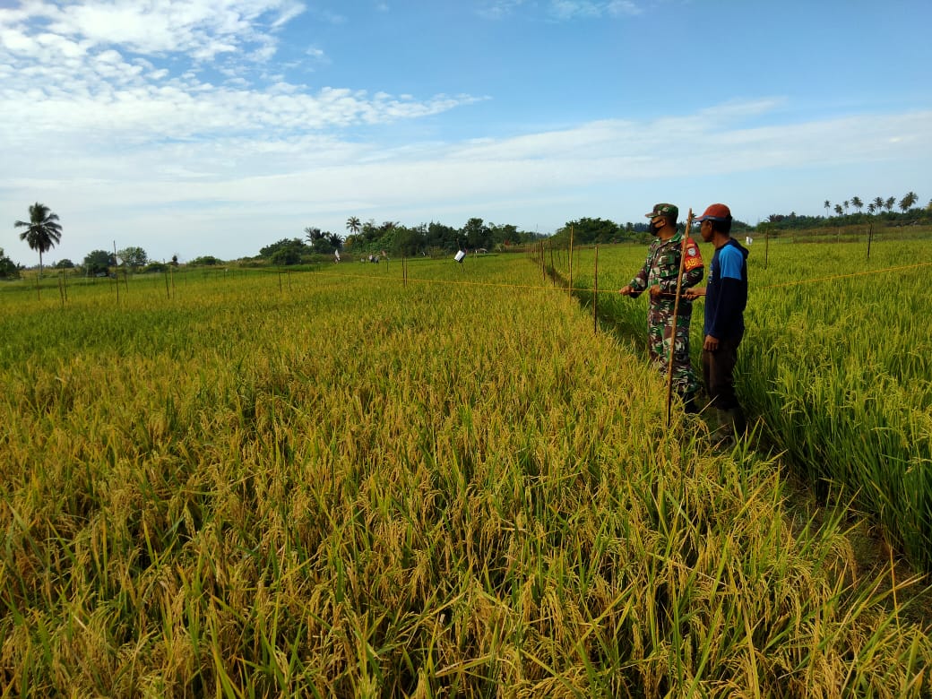 Jelang Musim Panen, Babinsa Teunom Bnatu Petani Halau Hama Burung