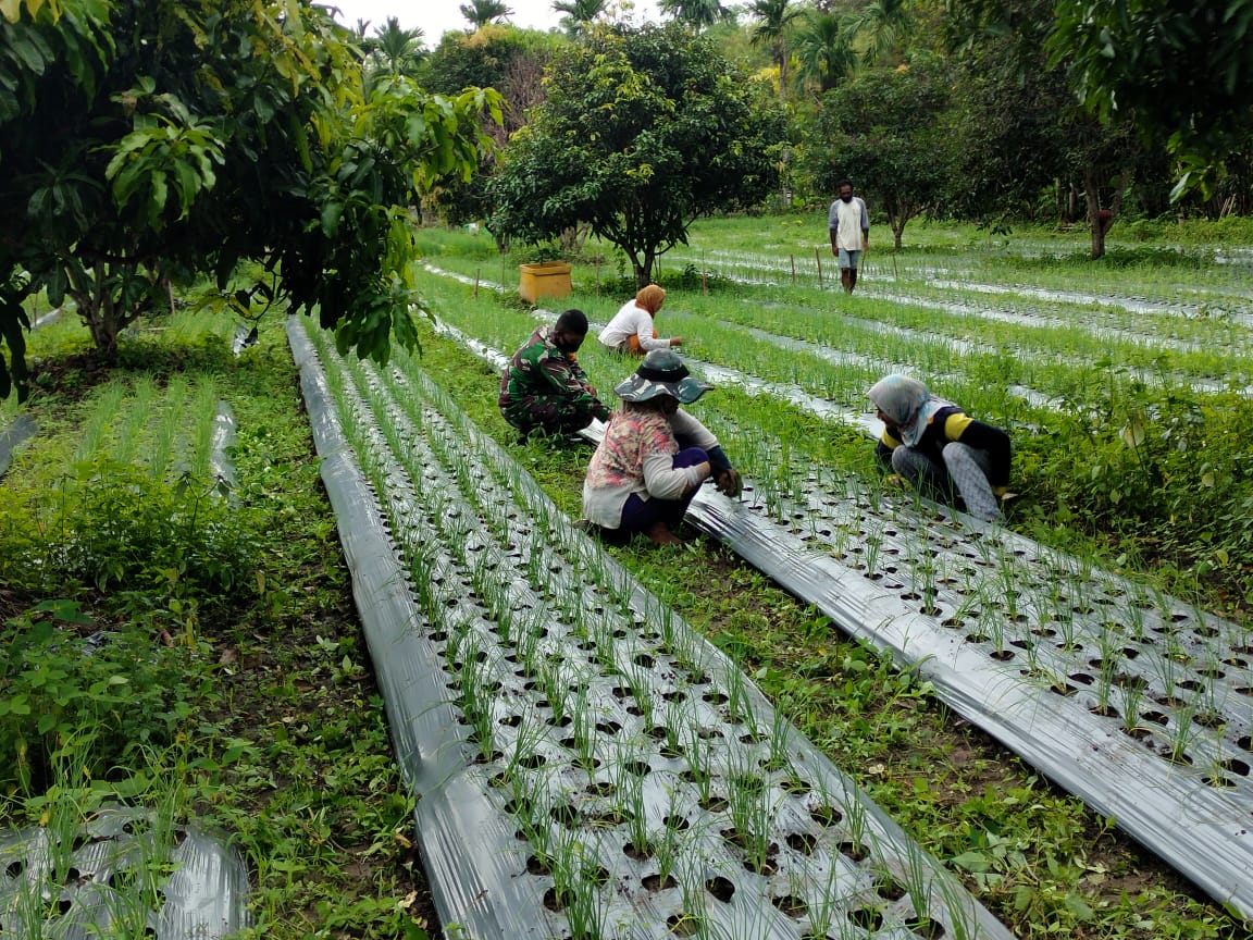 Berharap Hasil Panen Melimpah, Babinsa Terus Dampingi Petani Bawang