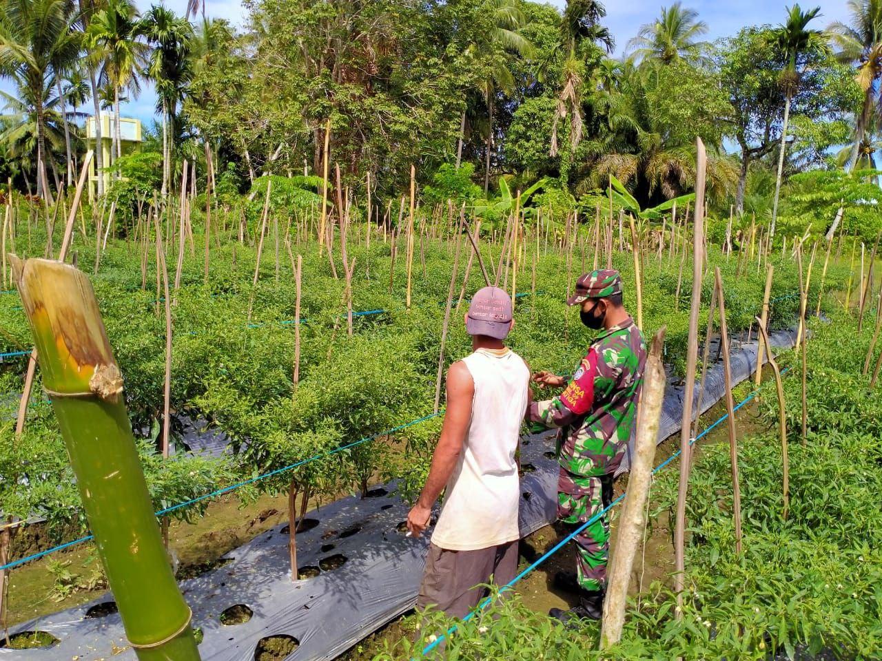 Dorong Potensi Masyarakat, Babinsa Koramil 09/Samatiga Bantu Petani Cabai