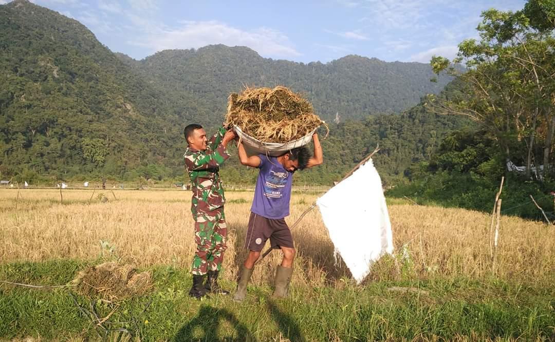 Babinsa Serka Dufrizal Dampingi Petani Panden Padi