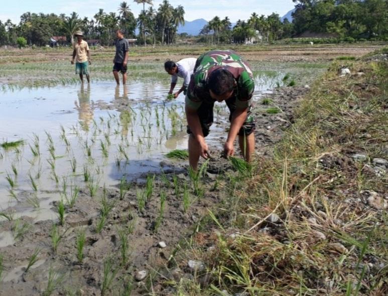 Babinsa Koramil 05/Beutong Bantu Petani Tanam Padi untuk Wujudkan Swasembada Pangan