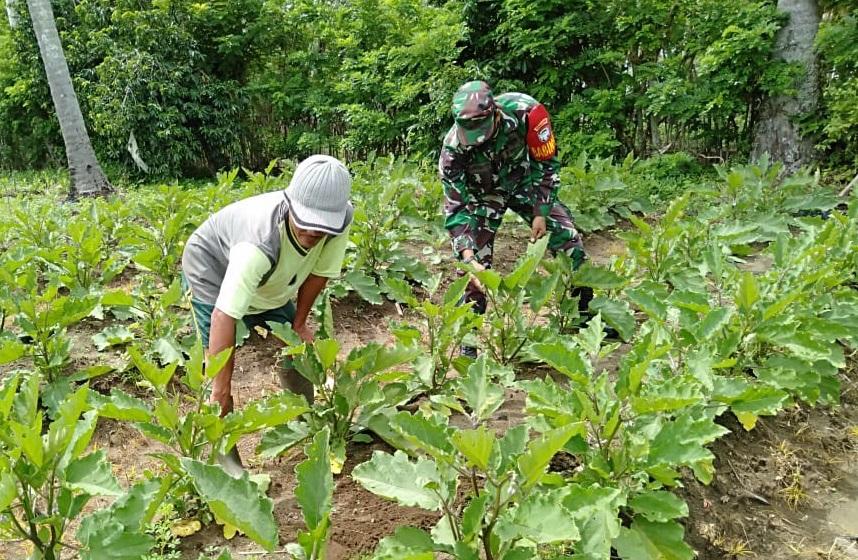 Babinsa Posramil Kuala Pesisir Laksanakan Komsos Bantu Petani Rawat Tanaman Terong