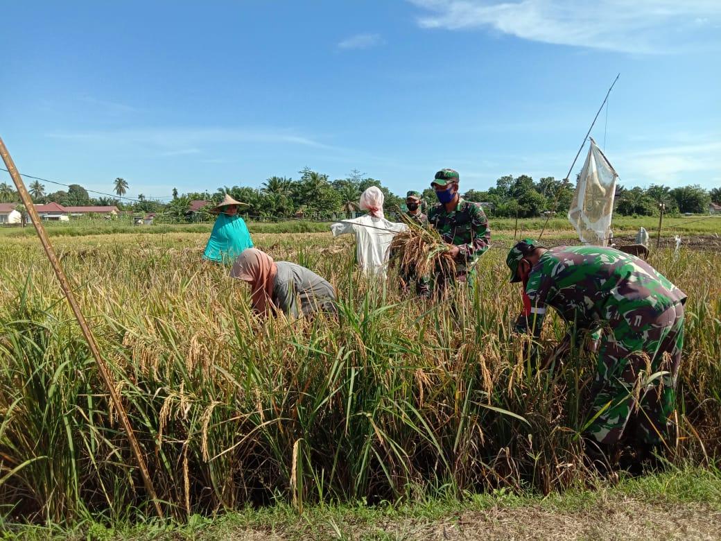 Dengan semangat Babinsa dampingi panen padi warga Secara Manual