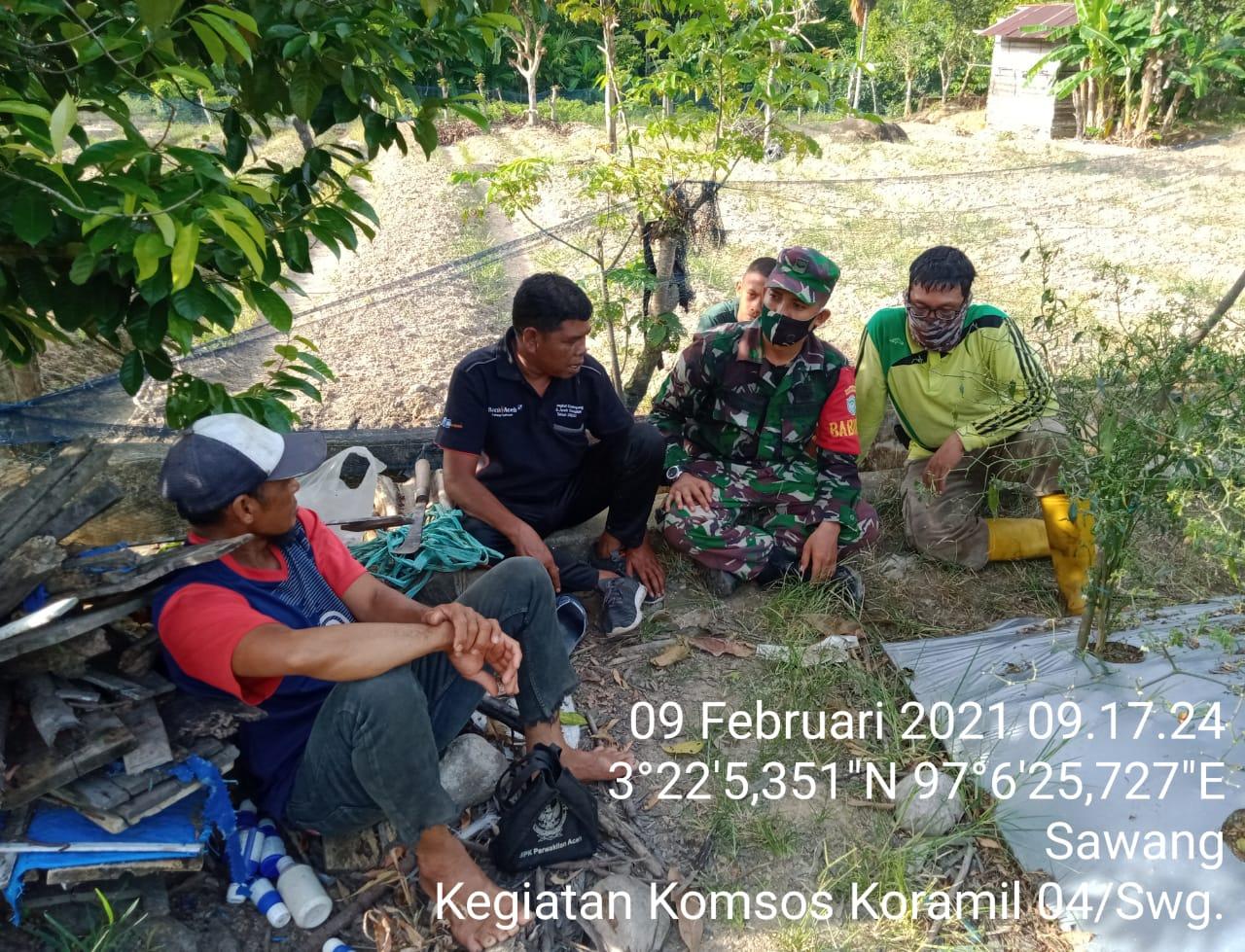 Sembari Komsos, Babinsa Sawang Lakukan Pendampingan Terhadap Petani Cebe di Desa Binaan