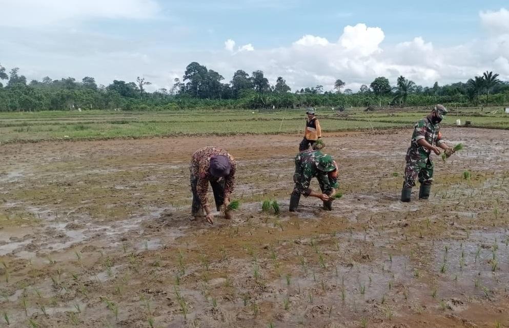 Babinsa Terjun Langsung ke sawah Bantu Petani Menanam Padi