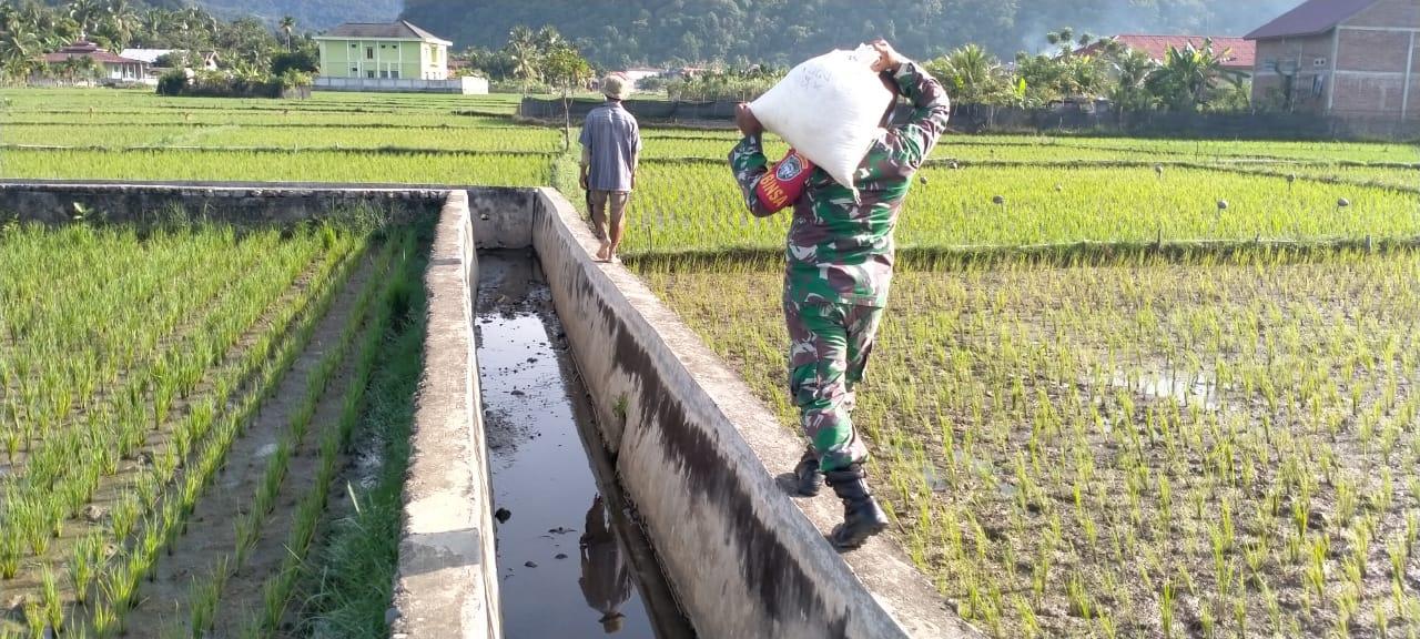 Tingkatkan Hasil Panen, Babinsa Koramil 04/Sawang Bantu Petani Memupuk Tanaman Padi